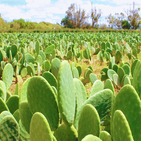 Vegan leather made from cactus