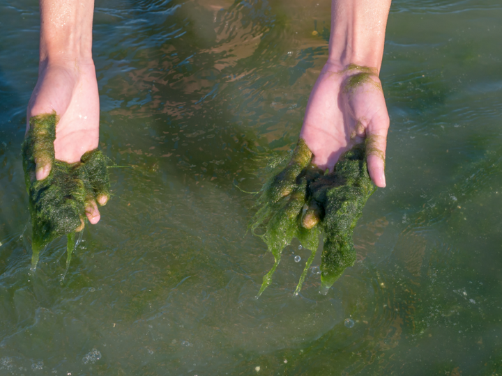Are Algae an Alternative for Single-Use Plastic?